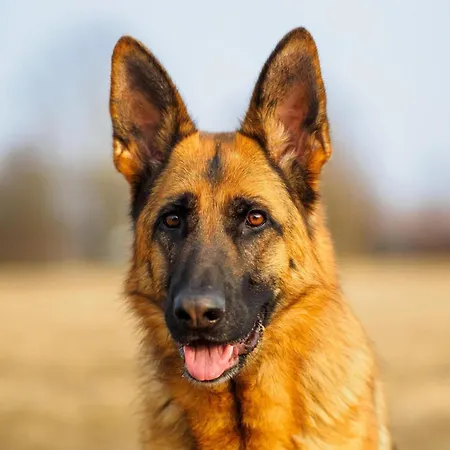 Sauna Retreat In Sulz